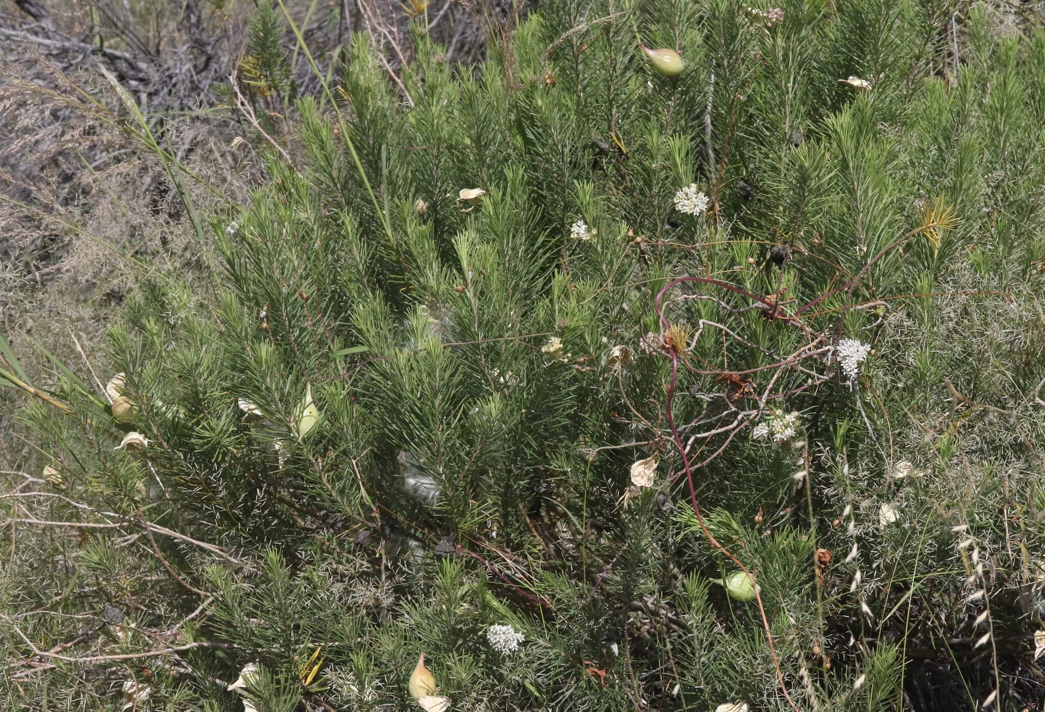 Asclepias linaria